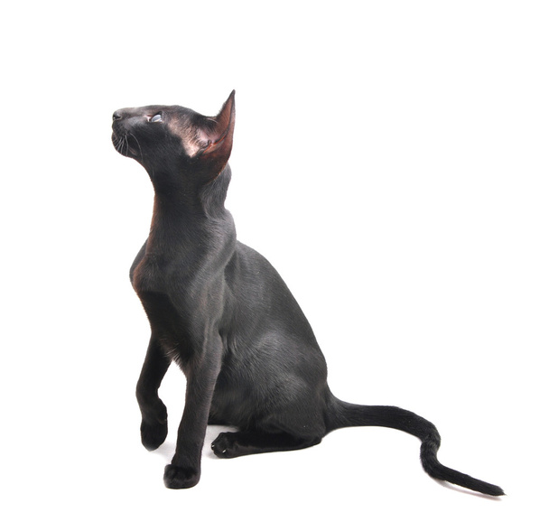 Portrait de chat Oriental à poil court
 - Photo, image