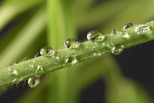 A água cai no verde, o orvalho da manhã, depois da chuva
 - Foto, Imagem