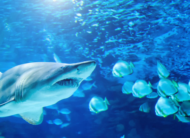 Velký bílý žralok v modré - Fotografie, Obrázek