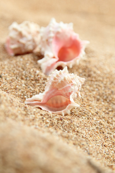 Sea shells on brown sand in the summer - Foto, afbeelding