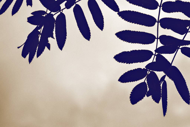 Sfondo astratto con foglie di sorbo
 - Foto, immagini