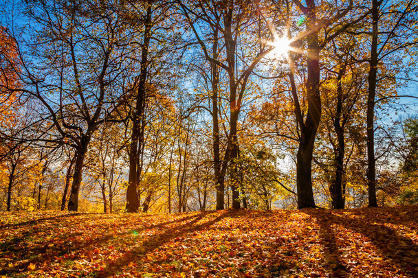autumn view with shining sun - Фото, изображение