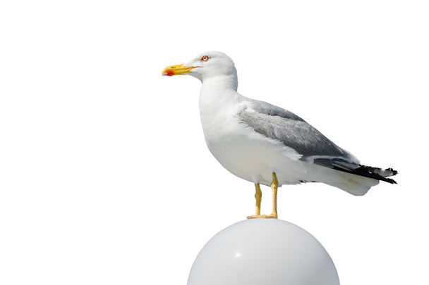 Gray seagull on bal - Photo, Image