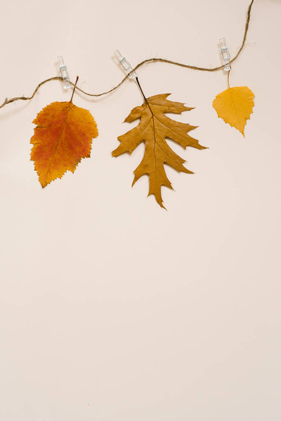 Jesień opadła liście powiesić na wątku i clothespin na beżowym tle. Płaski lay, przestrzeń kopiowania. Koncepcja sezonu. - Zdjęcie, obraz
