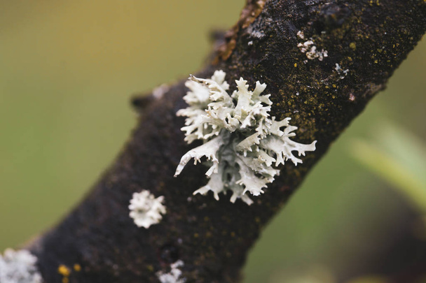 Макрофотография с грибком серого дерева
 - Фото, изображение