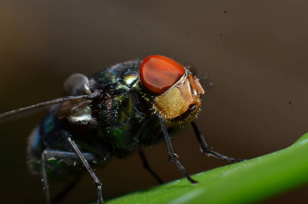 Οι μύγες είναι ένα είδος εντόμου που έχει 2 φτερά με τα μάτια και - Φωτογραφία, εικόνα