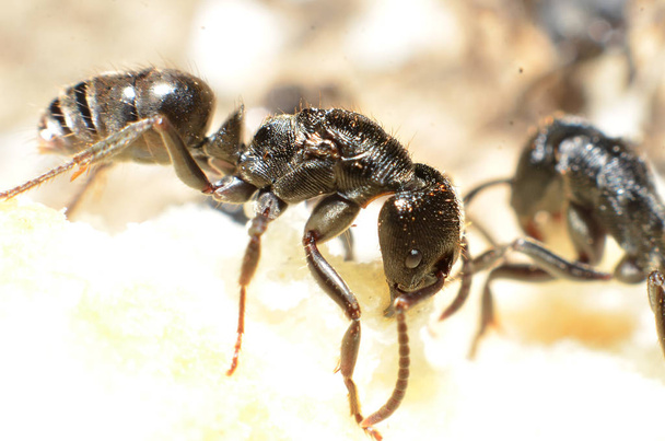 hormigas negras, con dos antenas en la cabeza, y dos garras en el
  - Foto, Imagen
