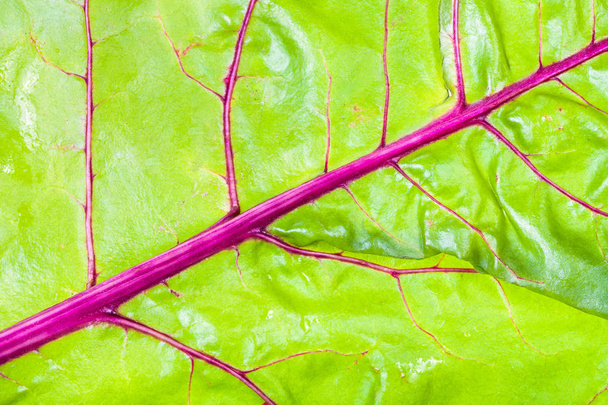 green leaf with red veins of garden beet close-up - 写真・画像