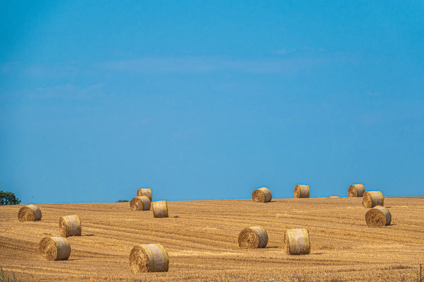 fardos de palha redondas jazem em um campo de grãos colhidos
 - Foto, Imagem