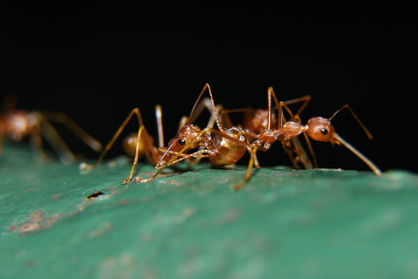hormigas rojas o a menudo llamado a menudo de color marrón rojizo, brillante, con negro
  - Foto, Imagen