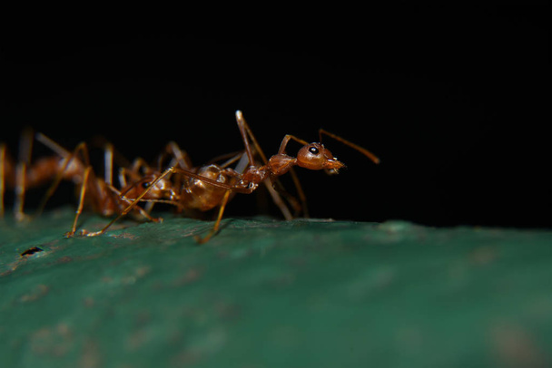 rote Ameisen oder oft als rötlich-braun, glänzend, mit schwarz  - Foto, Bild