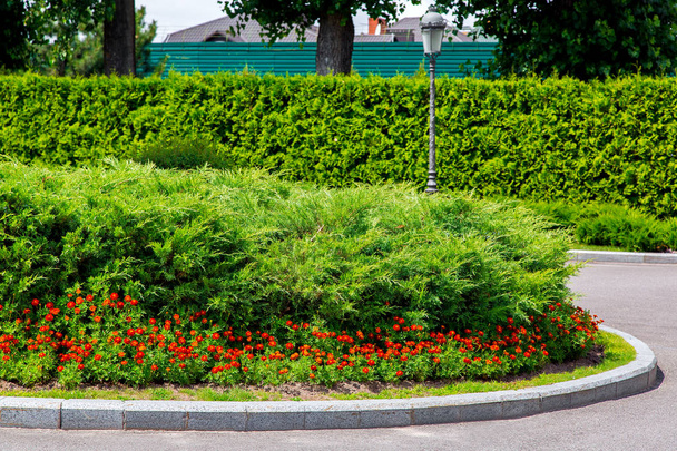 macizo de flores con arbustos de tuja siempreverde y flores naranjas de caléndula separadas por un borde de piedra de la carretera asfaltada de la zona del parque con un seto y una linterna de hierro
. - Foto, Imagen
