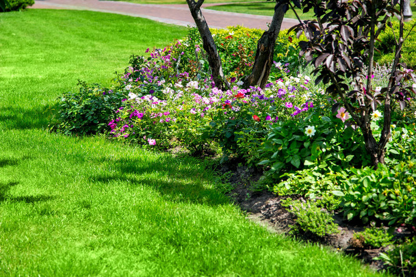 flowerbed with blooming flowers among a lawn with a green lawn in a park with a walkway on a sunny summer day. - Foto, imagen