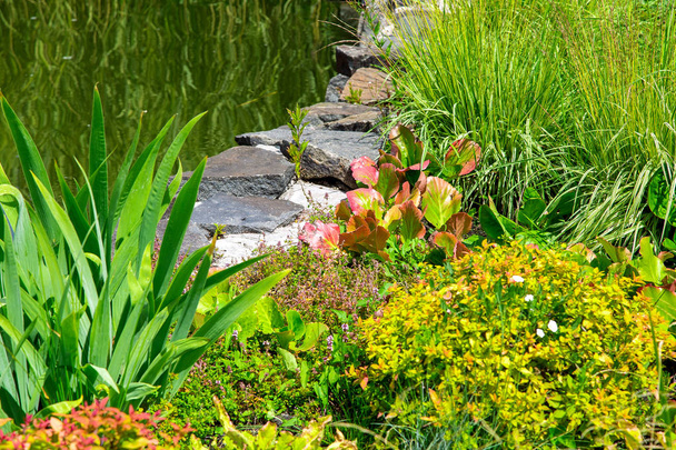landscape design flower beds with plants on the shore of the pond with decorative stones on the shore. - Φωτογραφία, εικόνα