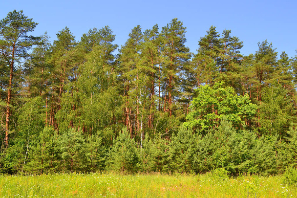 the forest edge. wonderful summer weather in Belarus - Φωτογραφία, εικόνα