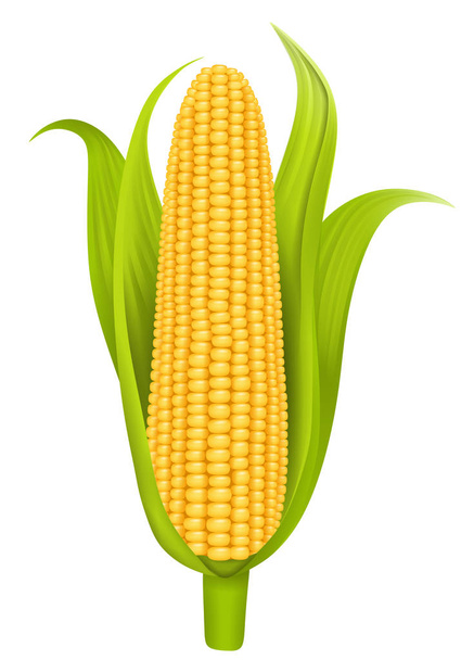 isolated corn cob illustration vector - Vector, Image