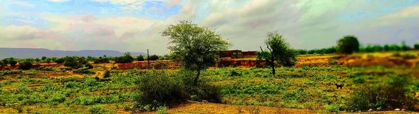 Escena llana natural en la que se cultivan Acacia Tree y boosh. La foto se obtiene de Jaipur Rajasthan India. La acacia también es un medicamento. Se utiliza para fortalecer los dientes
.. - Foto, imagen
