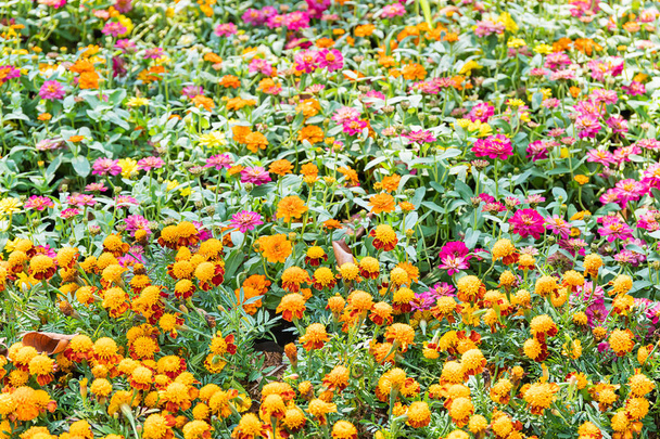Bahçede açan Zinnia çiçekleri - Fotoğraf, Görsel