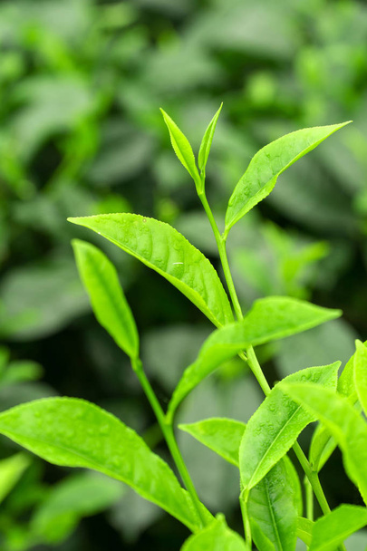 Close up green tea bud and leaves blur background tea plantations in spring - Foto, afbeelding