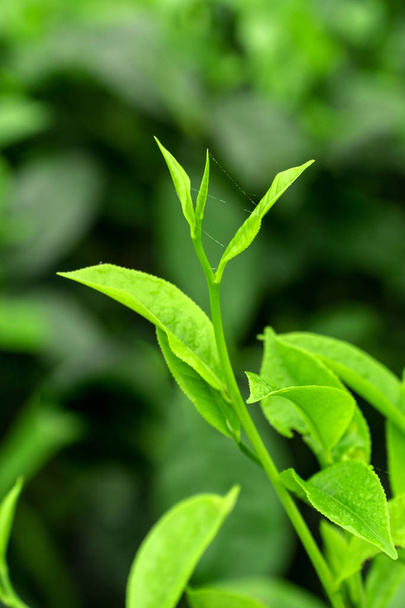 Close up green tea bud and leaves blur background tea plantations in spring with sunlight - Photo, Image