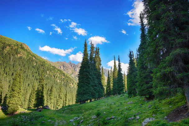 Bella foresta paesaggistica con rocce, abeti e cielo blu nelle montagne del Kirghizistan. Tranquilla scena all'aperto
. - Foto, immagini