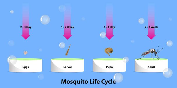 El ciclo de vida del vector de mosquitos Infografía de los huevos de insecto en el agua
 - Vector, Imagen