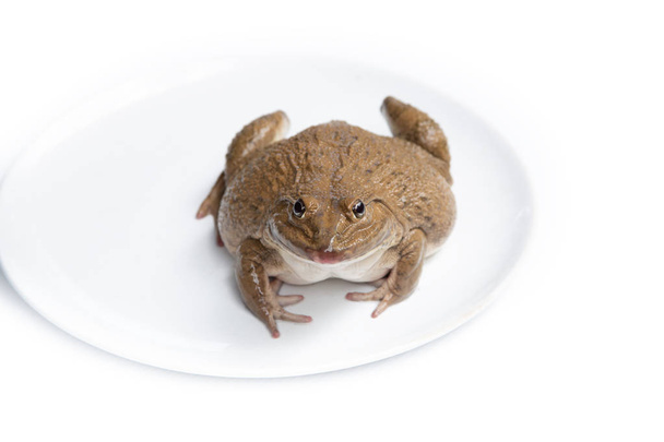 frog isolated on white background,and soft focus - Foto, immagini