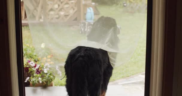 家のポーチで飼い主を待っている犬。大きな犬はポーチに座って庭の庭を見て、彼のマスターは、安静時に家の安全を守る状況を制御します  - 映像、動画
