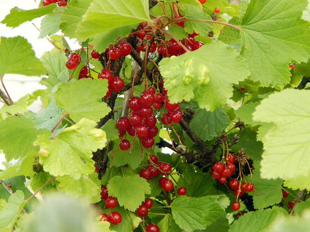 Red currant grows on a Bush. Bunches of red currant in leaves - Photo, Image