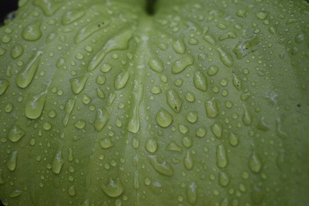 美しい熱帯のホスタの葉と水滴. - 写真・画像