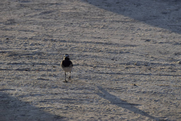 White Wagtail in search of food - Photo, Image