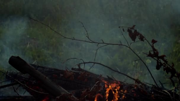 Grote Logs en Takken branden langzaam in vreugdevuur en roken op wazige natuur achtergrond. Brandende hoop bomen die hitte uitstoten bij zonsopgang op het platteland. Houten brandhout 's Avonds buiten verbranden - Video
