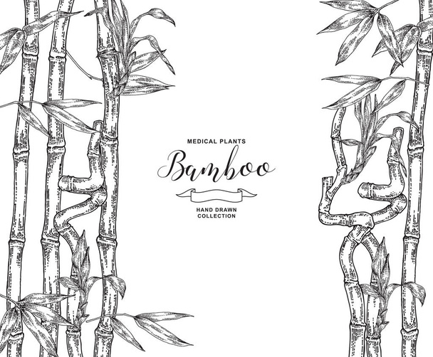 Fondo de la planta de bambú. Hojas dibujadas a mano y ramas de bambú aisladas en blanco. ilustración botánica vectorial
. - Vector, imagen