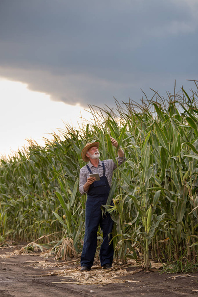 Farmer in corn field in summer - Photo, Image