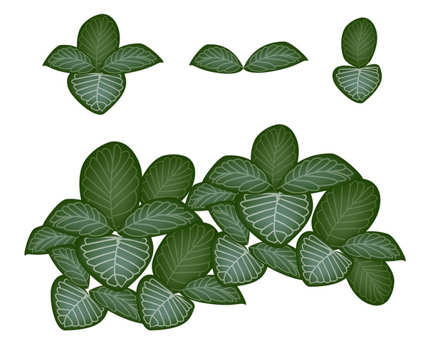 白い背景の上神経植物のセット - ベクター画像
