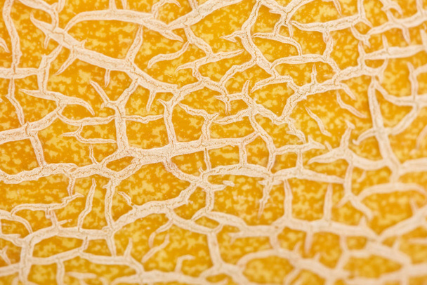 vista da vicino della buccia di melone giallo strutturato
 - Foto, immagini