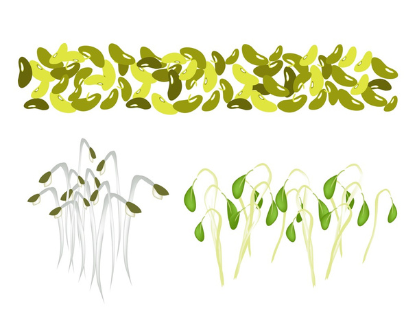 Set of Mung Beans and Sprouts on White Background - Vektor, kép