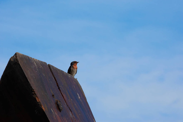 mavi gökyüzü arka plan üzerinde bir Kırlangıç Kuş. - Fotoğraf, Görsel
