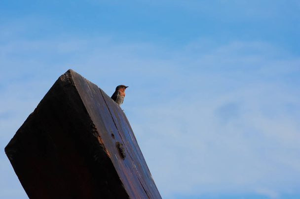 mavi gökyüzü arka plan üzerinde bir Kırlangıç Kuş. - Fotoğraf, Görsel