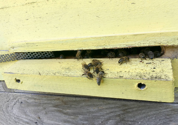 Szárnyas méh lassan repül Beehive gyűjteni nektár a magán API - Fotó, kép