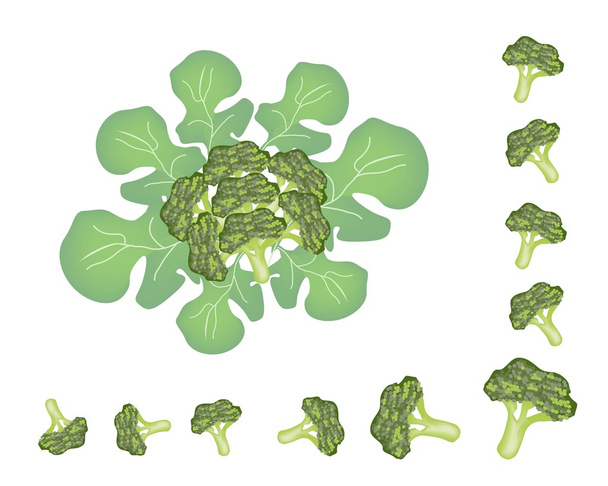 Aseta tuoretta vihreää kypsytettyä parsakaalia
 - Vektori, kuva