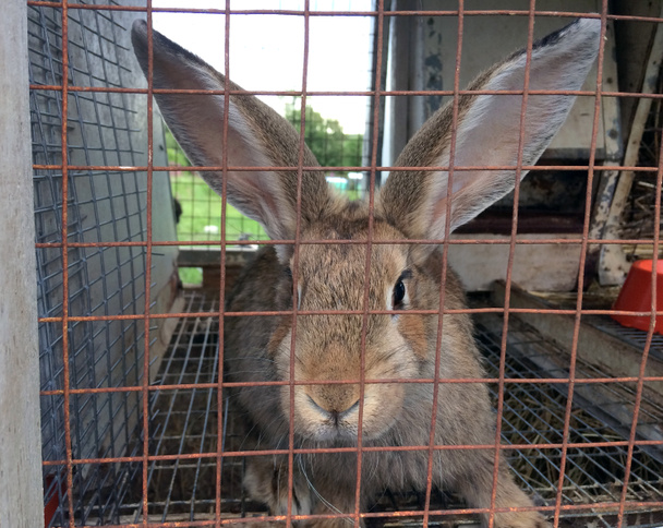 Коричневий дорослий кролик в клітку з металевою решітці, сільське господарство - Фото, зображення