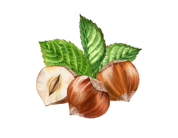 Realistická Botanická akvarel s ilustrací listí. tři celé a půl plátky a ořechy izolované skladby ručně malované, hnědé béžové zelené barvy pro návrh štítků - Fotografie, Obrázek