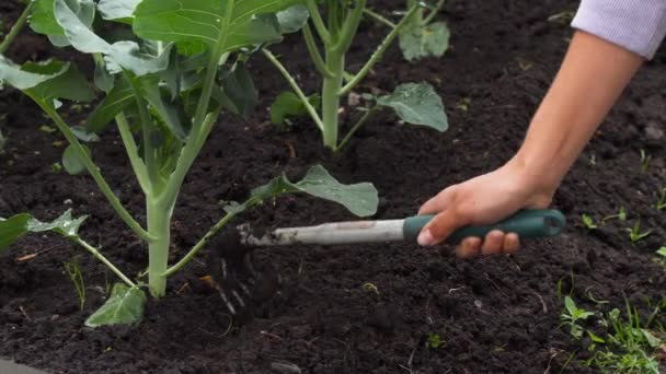 Soil spud for Broccoli -Brassica oleracea- plants - Video, Çekim