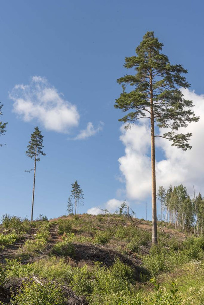 Newly clear cut forest - Foto, afbeelding