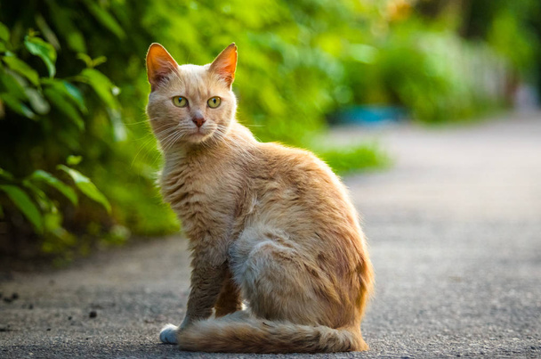 Gato rojo se para en el medio de la carretera y mira a la cámara, retrato de cuerpo completo
 - Foto, Imagen