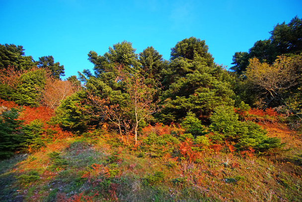 Φθινοπωρινό δάσος στη Στενή Δίρφυο στο κεντρικό τμήμα του νησιού της Εύβοιας - Φωτογραφία, εικόνα