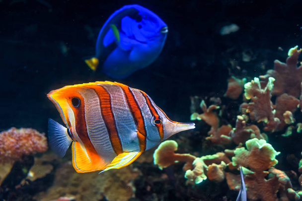 Copperband butterflyfish with regal tang - Photo, Image