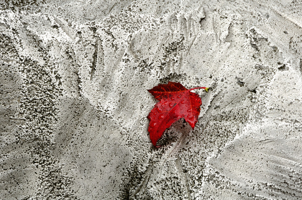 Red Leaf - Foto, afbeelding