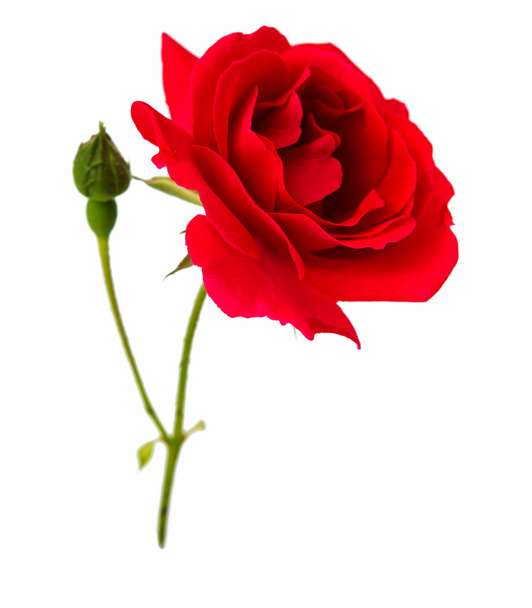 čajové růže, samostatný - Fotografie, Obrázek